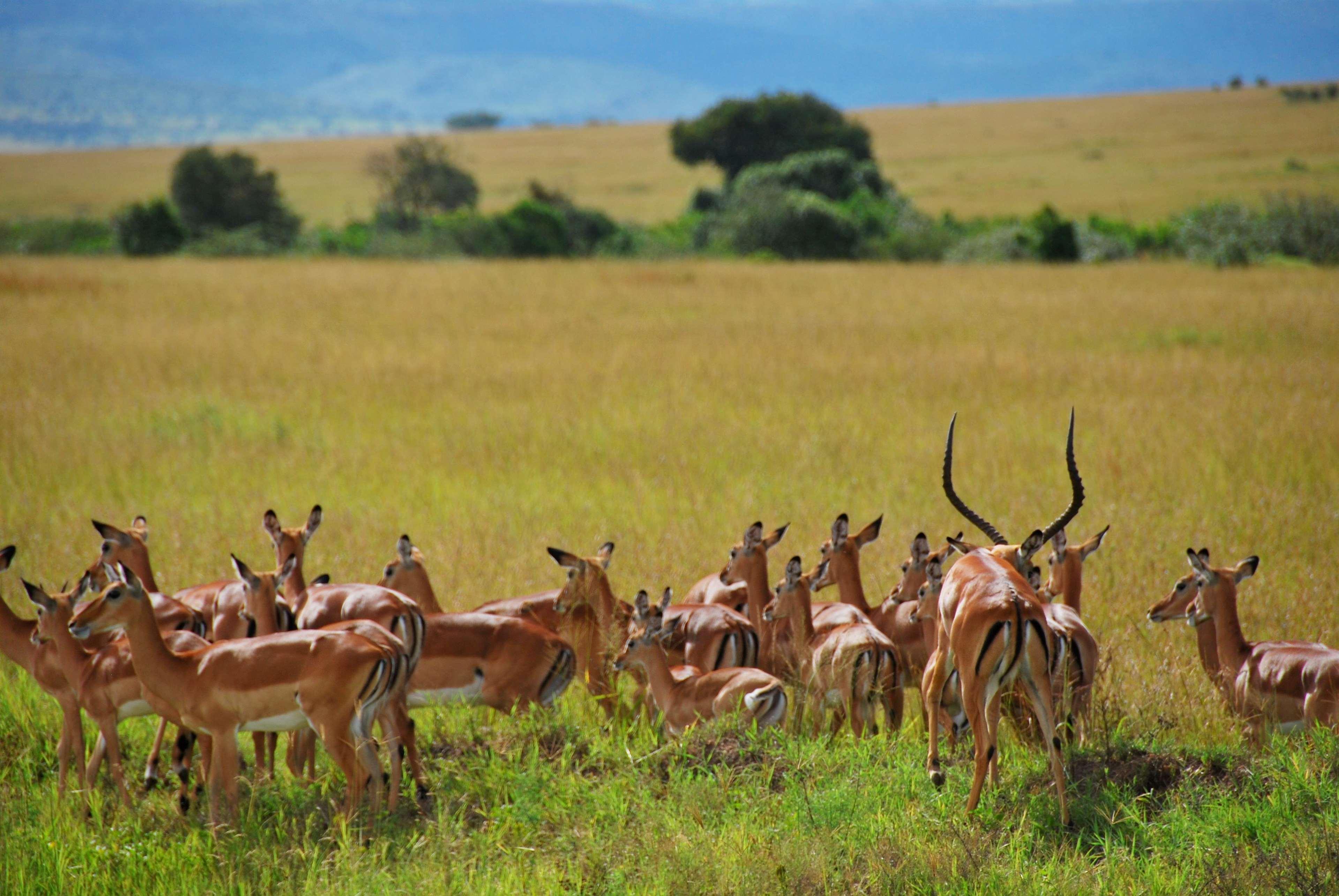 Muthu Keekorok Lodge, Maasai Mara, Narok Экстерьер фото